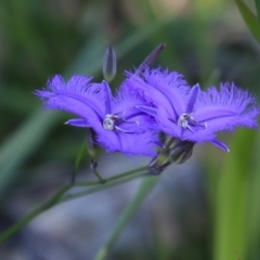 Thysanotus (Genus) at Meroo National Park - 3 Dec 2018 07:10 AM