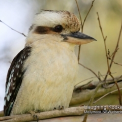 Dacelo novaeguineae (Laughing Kookaburra) at Mollymook, NSW - 7 Dec 2018 by Charles Dove