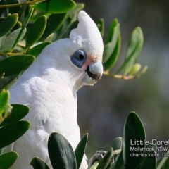 Cacatua sanguinea (Little Corella) at Mollymook, NSW - 8 Dec 2018 by CharlesDove