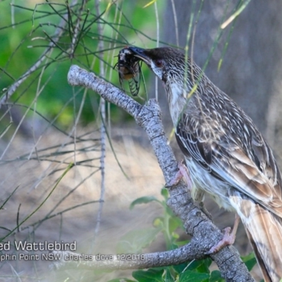 Anthochaera carunculata (Red Wattlebird) at Meroo National Park - 7 Dec 2018 by Charles Dove