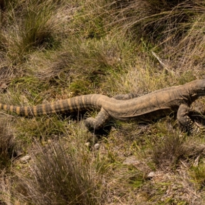 Varanus rosenbergi (Heath or Rosenberg's Monitor) at Mount Clear, ACT - 11 Dec 2018 by Jek