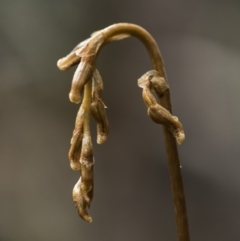 Gastrodia sp. (Potato Orchid) at Cotter River, ACT - 11 Dec 2018 by GlenRyan