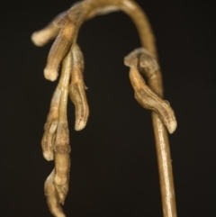 Gastrodia sp. at Cotter River, ACT - 11 Dec 2018