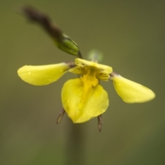 Diuris monticola at Paddys River, ACT - 11 Dec 2018