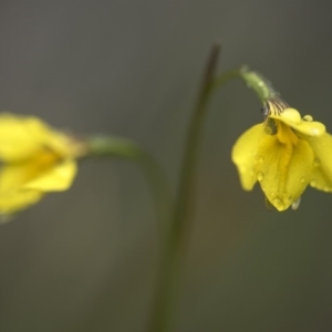 Diuris monticola at Paddys River, ACT - 11 Dec 2018