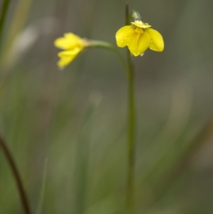 Diuris monticola at Paddys River, ACT - 11 Dec 2018