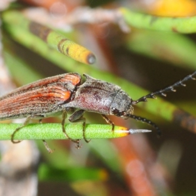 Elateridae sp. (family) (Unidentified click beetle) at Wyanbene, NSW - 9 Dec 2018 by Harrisi