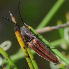 Elateridae sp. (family) at Wyanbene, NSW - 9 Dec 2018