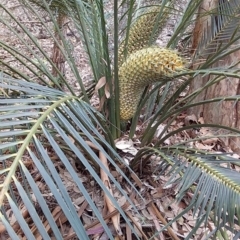 Macrozamia communis (Burrawang) at Bawley Point, NSW - 11 Dec 2018 by GLemann