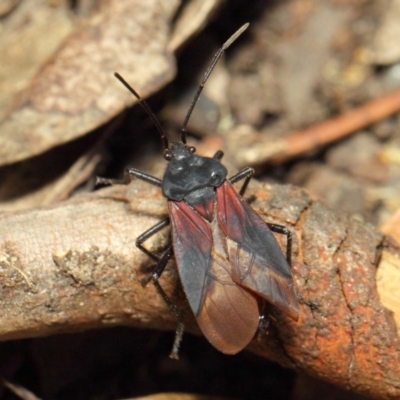 Oncopeltus (Oncopeltus) sordidus (Milk vine bug) at ANBG - 6 Dec 2018 by TimL