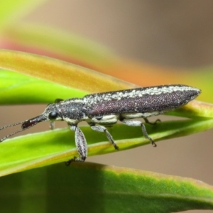 Rhinotia sp. (genus) at Acton, ACT - 6 Dec 2018