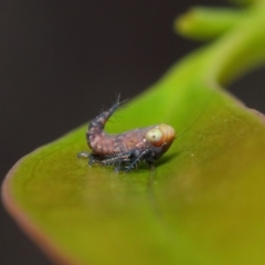 Cicadellidae (family) (Unidentified leafhopper) at Acton, ACT - 6 Dec 2018 by TimL