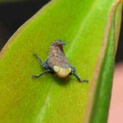 Cicadellidae (family) at Acton, ACT - 6 Dec 2018 01:33 PM