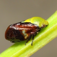 Chaetophyes compacta (Tube spittlebug) at Acton, ACT - 6 Dec 2018 by TimL