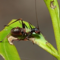Tettigoniidae (family) (Unidentified katydid) at Acton, ACT - 6 Dec 2018 by TimL