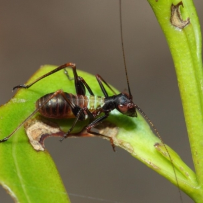 Tettigoniidae (family) (Unidentified katydid) at ANBG - 6 Dec 2018 by TimL