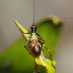 Tettigoniidae (family) at Acton, ACT - 6 Dec 2018 01:36 PM