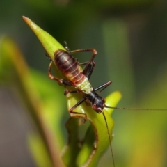 Tettigoniidae (family) at Acton, ACT - 6 Dec 2018 01:36 PM