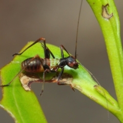 Tettigoniidae (family) at Acton, ACT - 6 Dec 2018 01:36 PM