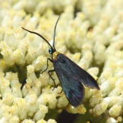 Pollanisus subdolosa or other (A Forester moth) at ANBG - 6 Dec 2018 by TimL