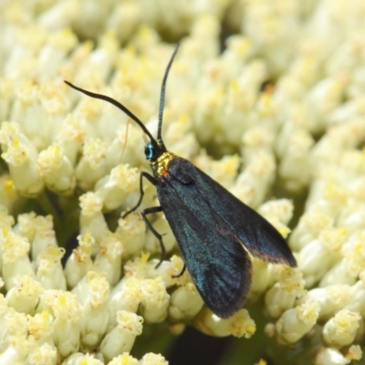 Pollanisus subdolosa or other (A Forester moth) at ANBG - 6 Dec 2018 by TimL