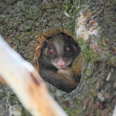 Pseudocheirus peregrinus (Common Ringtail Possum) at Acton, ACT - 6 Dec 2018 by Tim L