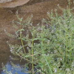 Veronica anagallis-aquatica (Blue Water Speedwell) at Tharwa, ACT - 9 Dec 2018 by michaelb