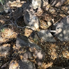 Egernia cunninghami (Cunningham's Skink) at Tuggeranong DC, ACT - 12 Dec 2018 by Gillian