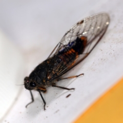 Yoyetta robertsonae (Clicking Ambertail) at O'Connor, ACT - 9 Dec 2018 by ibaird