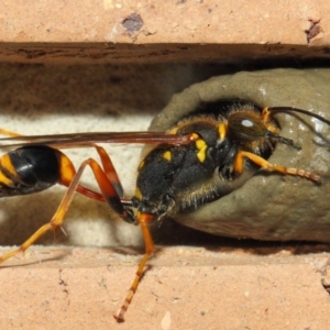 Sceliphron formosum at Evatt, ACT - 6 Dec 2018 03:00 PM