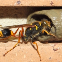 Sceliphron formosum at Evatt, ACT - 6 Dec 2018 03:00 PM