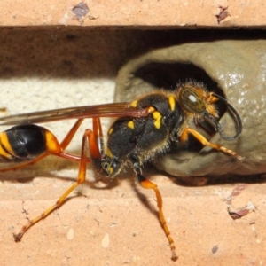 Sceliphron formosum at Evatt, ACT - 6 Dec 2018 03:00 PM