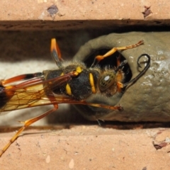 Sceliphron formosum at Evatt, ACT - 6 Dec 2018 03:00 PM