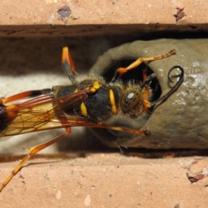 Sceliphron formosum at Evatt, ACT - 6 Dec 2018 03:00 PM