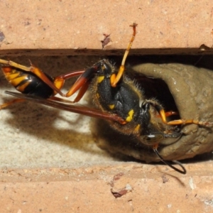 Sceliphron formosum at Evatt, ACT - 6 Dec 2018 03:00 PM