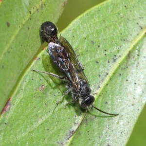 Thynninae (subfamily) at Acton, ACT - 6 Dec 2018 01:44 PM