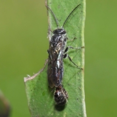 Thynninae (subfamily) at Acton, ACT - 6 Dec 2018 01:44 PM