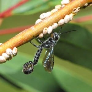 Thynninae (subfamily) at Acton, ACT - 6 Dec 2018