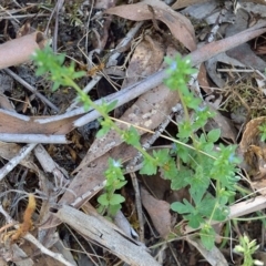 Veronica arvensis (Wall Speedwell) at Bolaro, NSW - 6 Dec 2018 by DavidMcKay