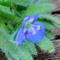 Veronica arvensis at Bolaro, NSW - 6 Dec 2018