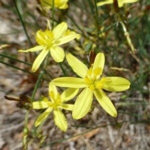 Tricoryne elatior at Griffith, ACT - 12 Dec 2018