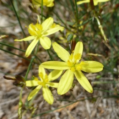 Tricoryne elatior (Yellow Rush Lily) at Griffith, ACT - 11 Dec 2018 by RWPurdie