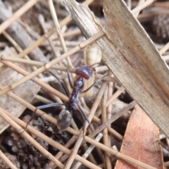 Iridomyrmex purpureus (Meat Ant) at Belconnen, ACT - 11 Dec 2018 by Christine