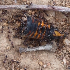 Monomorium sp. (genus) (A Monomorium ant) at Belconnen, ACT - 11 Dec 2018 by Christine