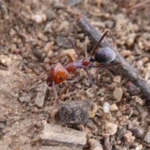 Iridomyrmex purpureus at Belconnen, ACT - 11 Dec 2018 01:38 PM