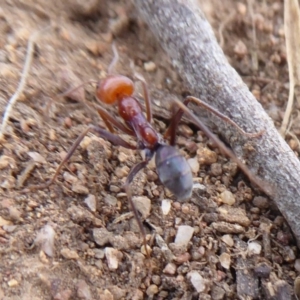 Iridomyrmex purpureus at Belconnen, ACT - 11 Dec 2018