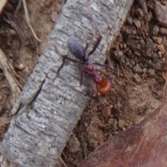 Iridomyrmex purpureus at Belconnen, ACT - 11 Dec 2018 01:38 PM