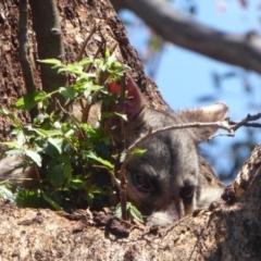 Trichosurus vulpecula (Common Brushtail Possum) at Acton, ACT - 12 Dec 2018 by Christine