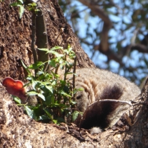 Trichosurus vulpecula at Acton, ACT - 12 Dec 2018