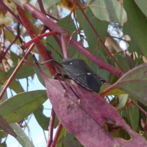 Poecilometis patruelis at Acton, ACT - 12 Dec 2018